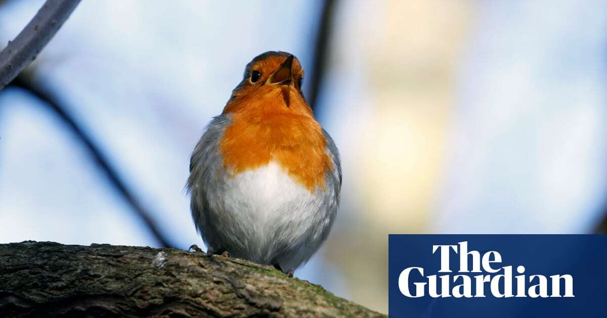 Robin road rage: study shows traffic noise makes birds more aggressive