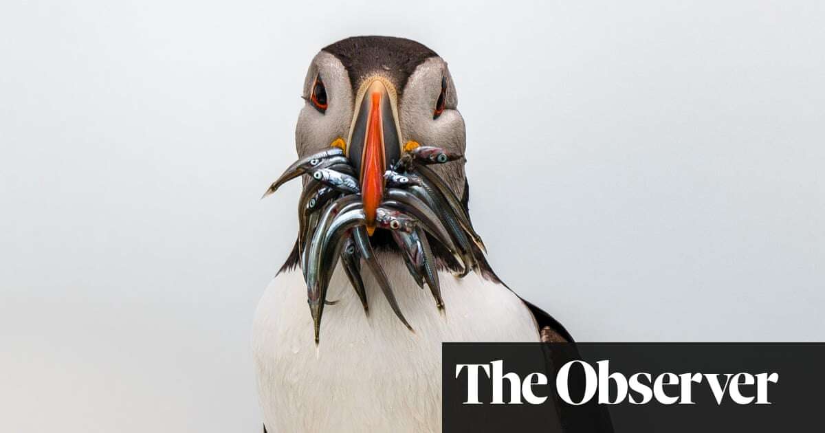 Puffins, catfish and sea squirts: how to spot wildlife on the British coast