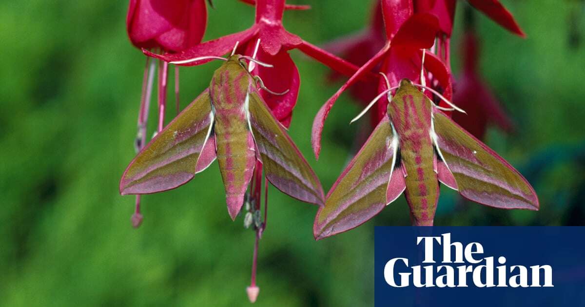 ‘Not just for fuddy-duddies’: interest in moths booming as species struggle