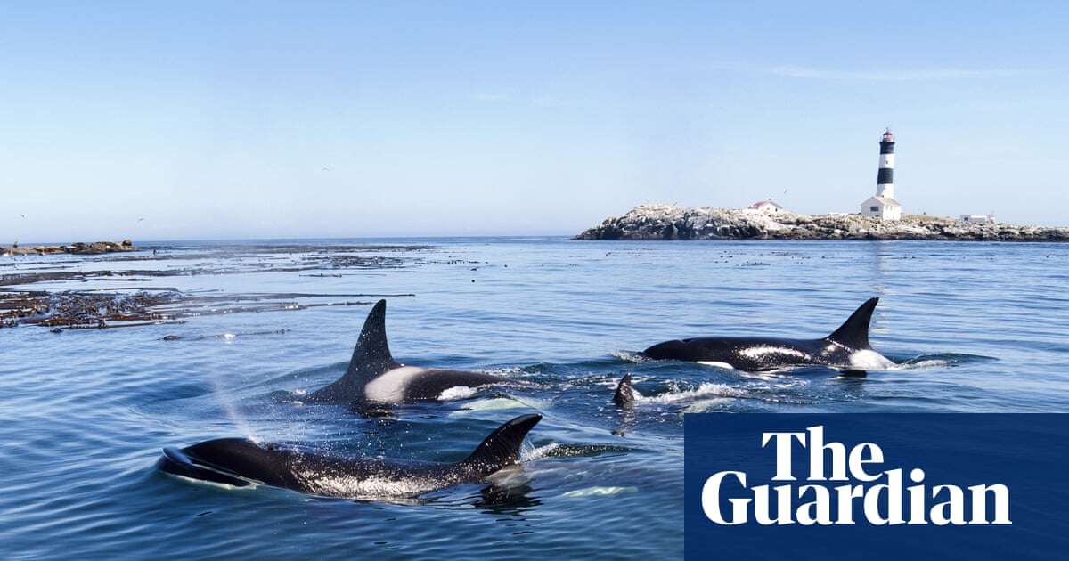 Orca stranded off Canada’s west coast dies despite efforts to save her