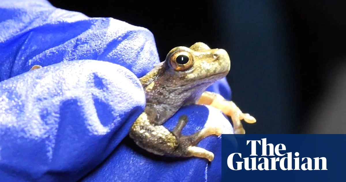 Hundreds of endangered frogs have survived after reintroduction to the wild in Victoria – video