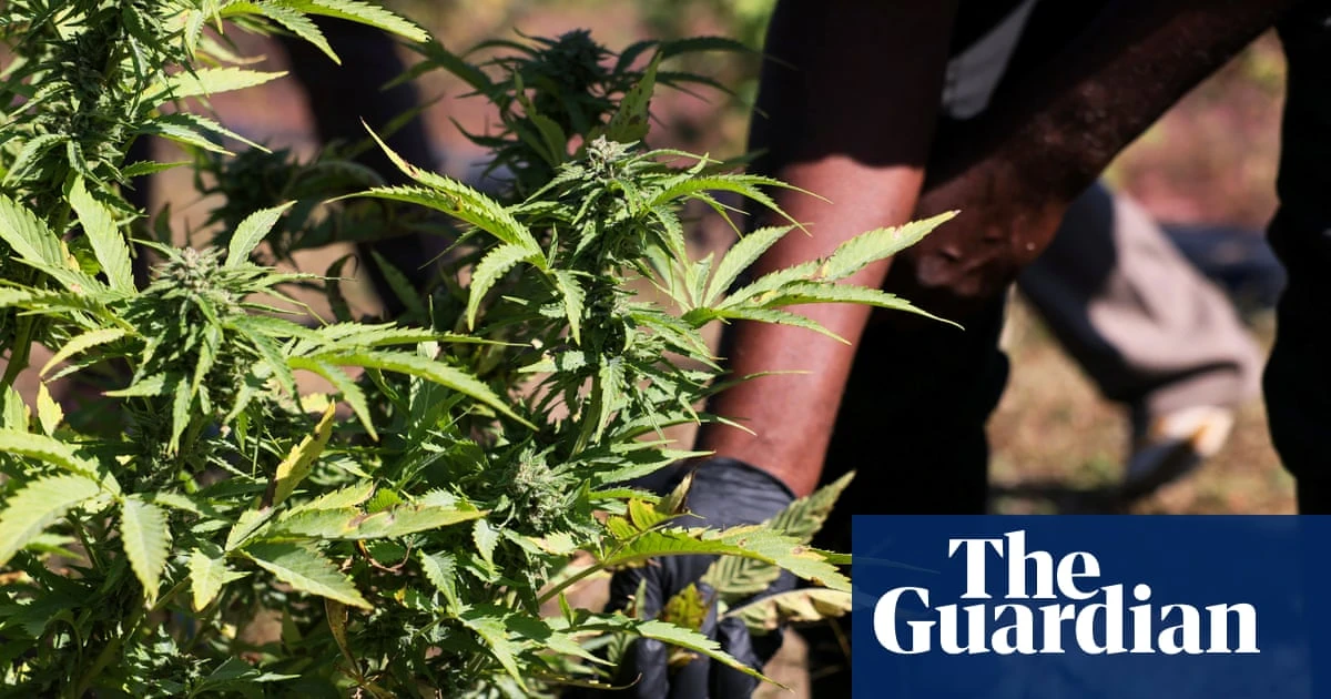 New bill aims to allow research to catch up with US’s increasing cannabis consumption