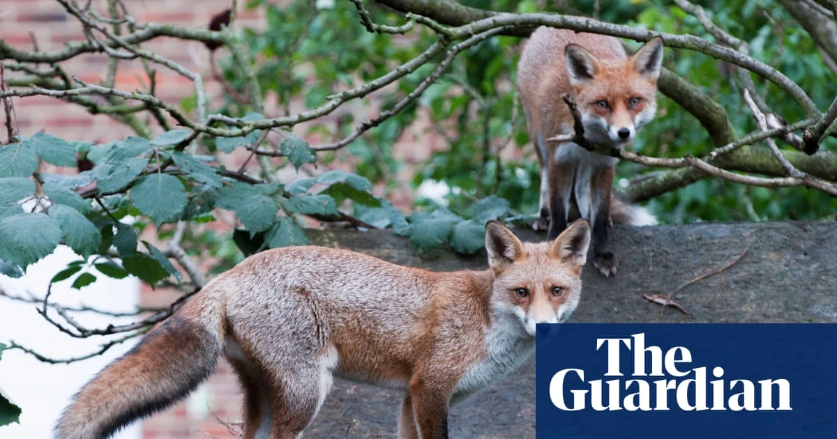 Google battling ‘fox infestation’ on roof of £1bn London office