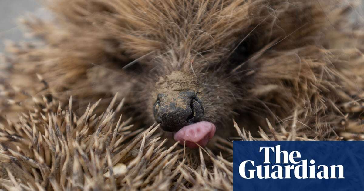 Week in wildlife in pictures: roving parrots, rabid seals and a prickly pest