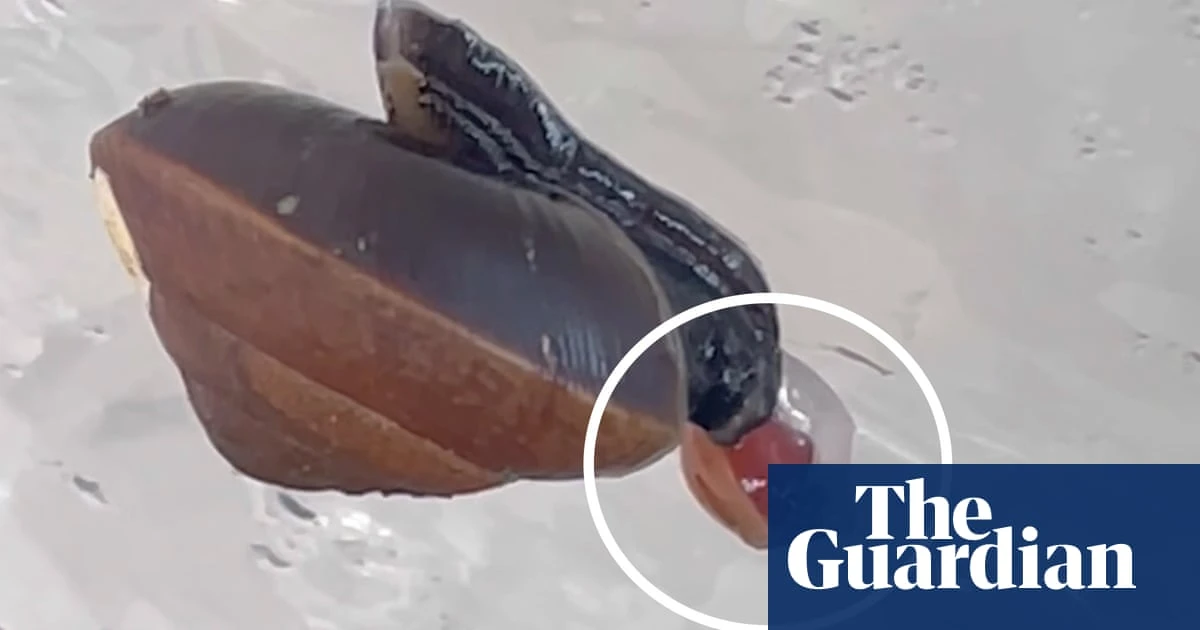 Footage shows snail on the brink of extinction giving birth through its neck - video