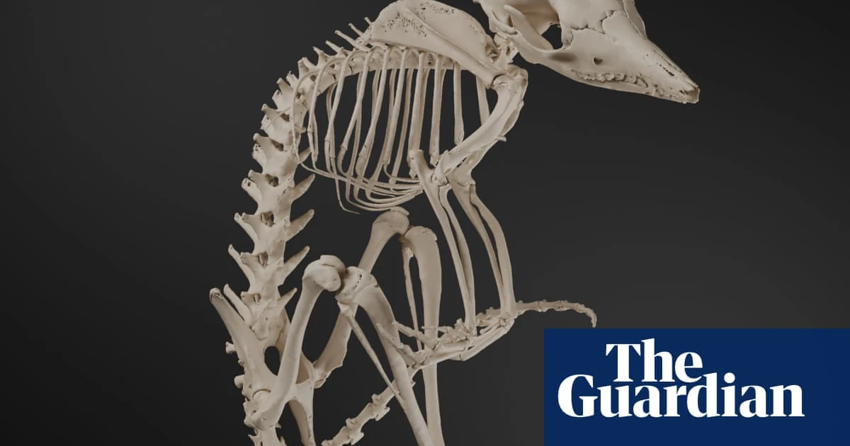 Distorted moles to lesser bilbies: a new way to marvel at Australia’s supremely weird and unique mammals