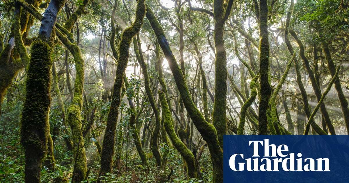 ‘Cloud-milking’: the zero-energy technique keeping young trees alive