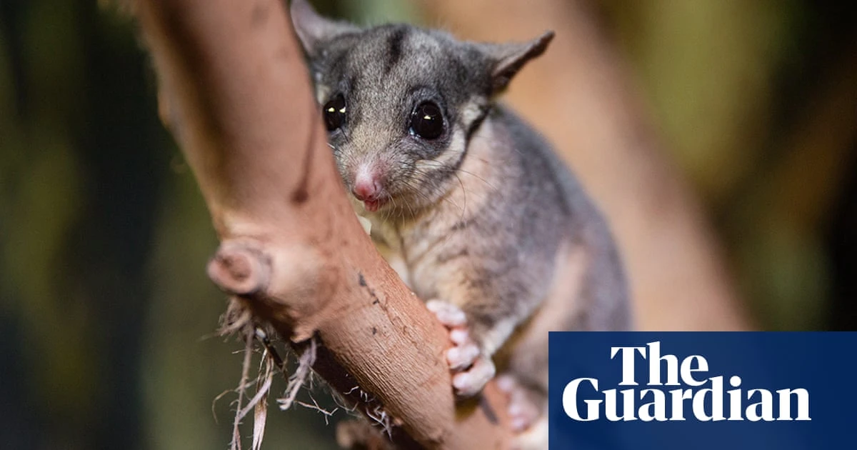 This elusive possum was thought to be extinct outside Victoria. Now ecologists have made an ‘amazing’ discovery