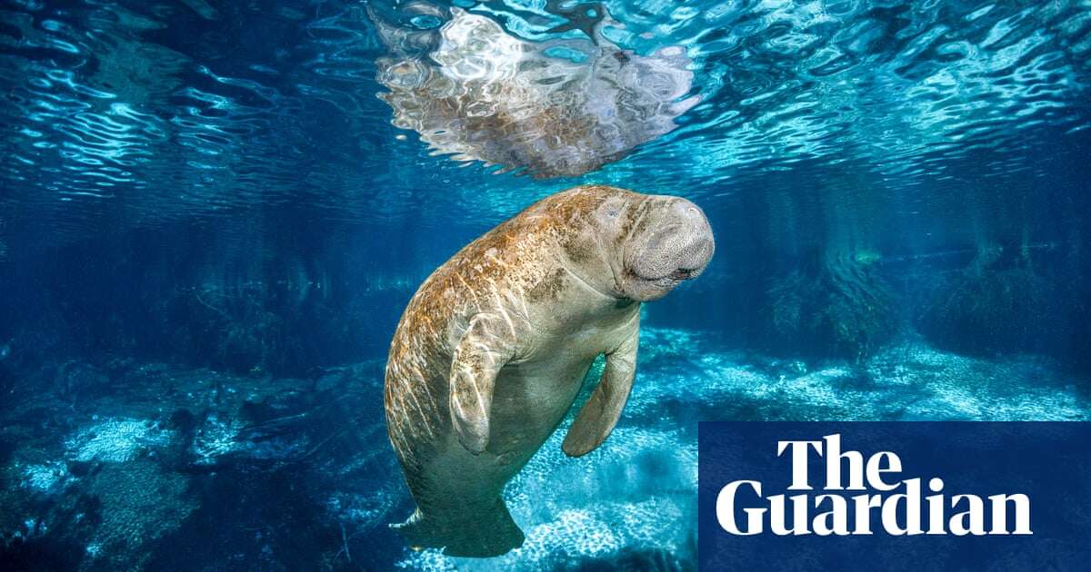 Florida’s manatees are actually relative newcomers, historical research suggests