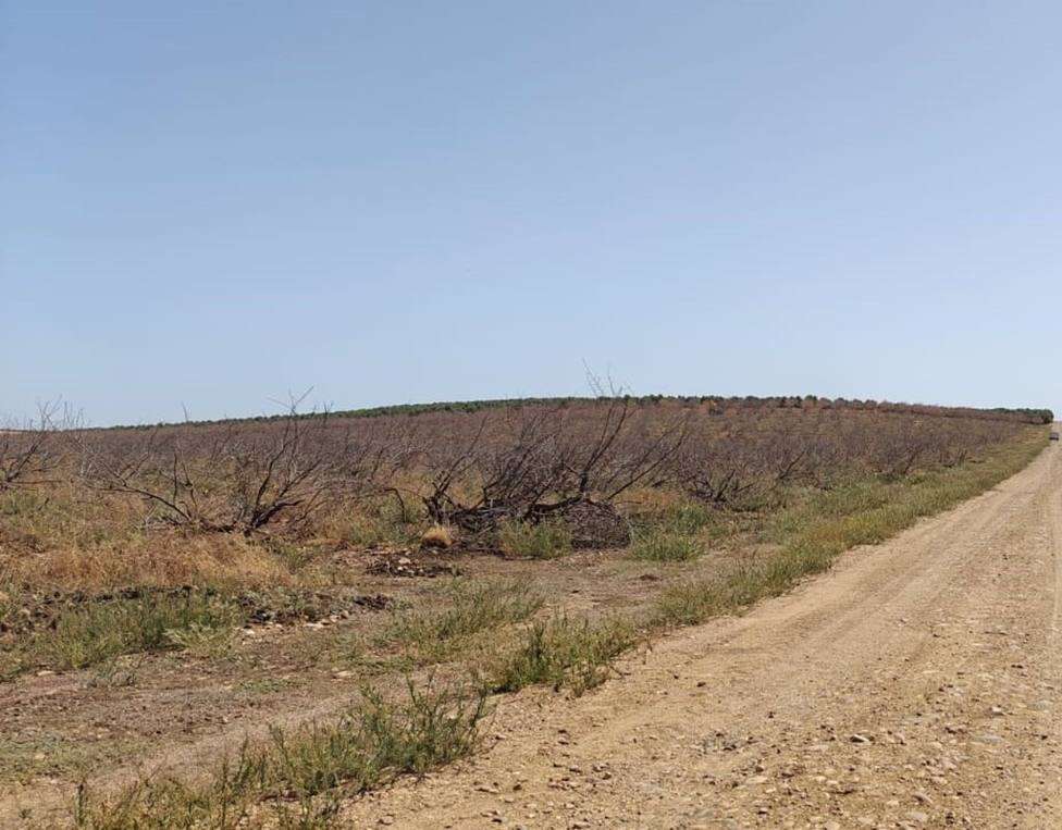 La plaga de gusanos que está afectando al almendro podría afectar a 15.000 hectáreas de cultivo