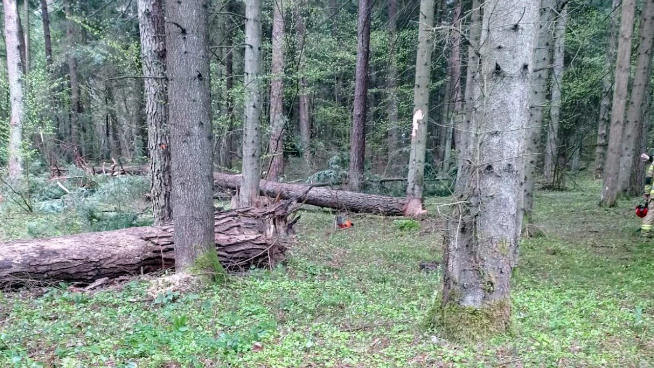 Tragedia podczas wycinki drzew. Spadający konar zabił pracownika