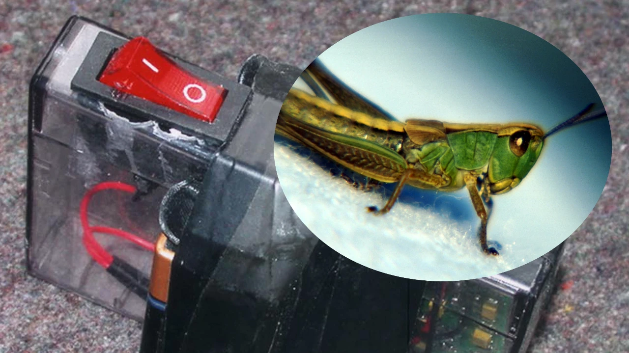 Zgłosiła bombę w mieszkaniu. Pomyliła świerszcza z zapalnikiem