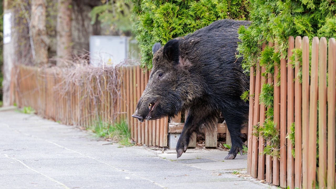 Dzik zaatakował wózek. Dziecko trafiło do szpitala