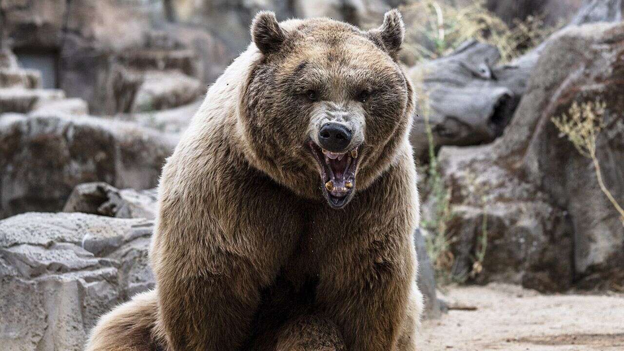 Niedźwiedź zaatakował świnię, a potem człowieka