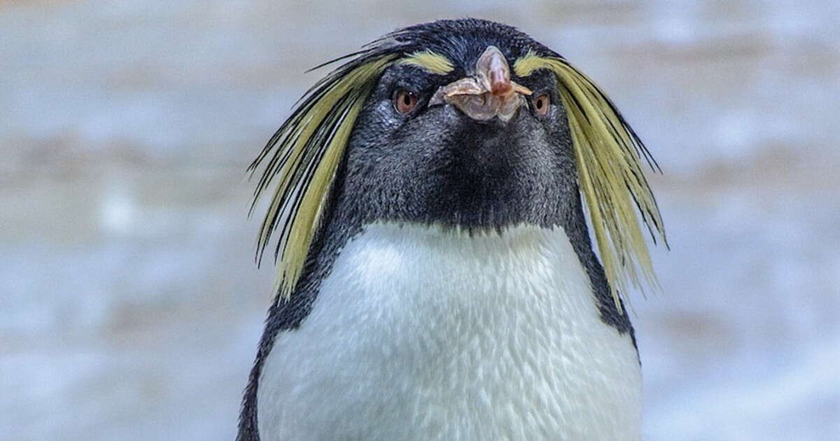 Pinguini e corna, la ricerca fa crollare il mito: ecco perché anche loro tradiscono