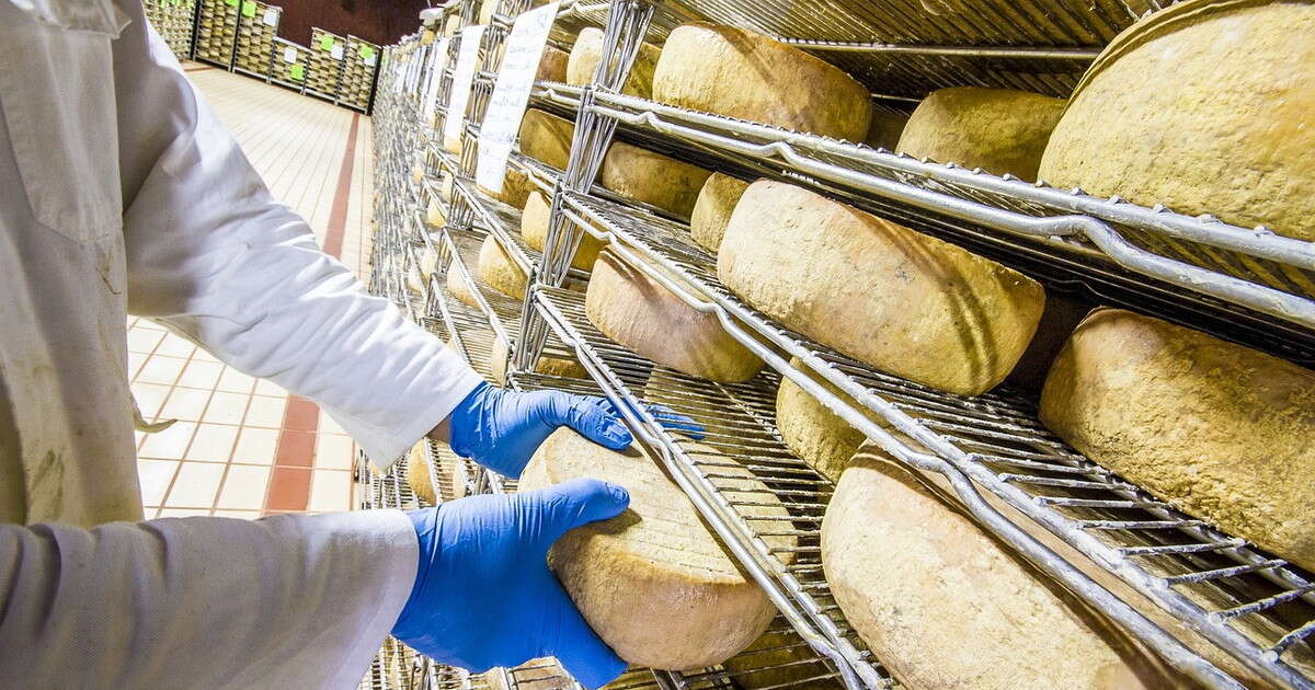 Pecorino, scoppia la guerra a tavola: cosa può finire dentro il formaggio più amato