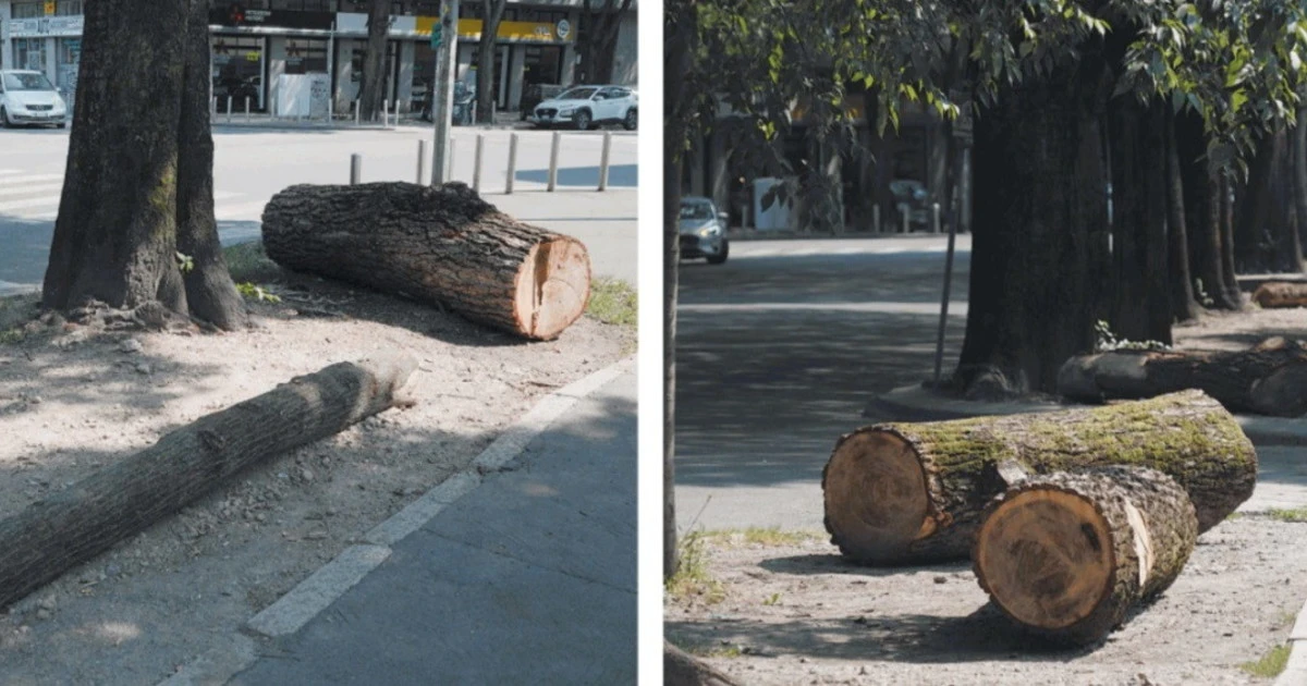 Tronchi per impedire i parcheggi: Milano, l'ultimo delirio della giunta di Beppe Sala