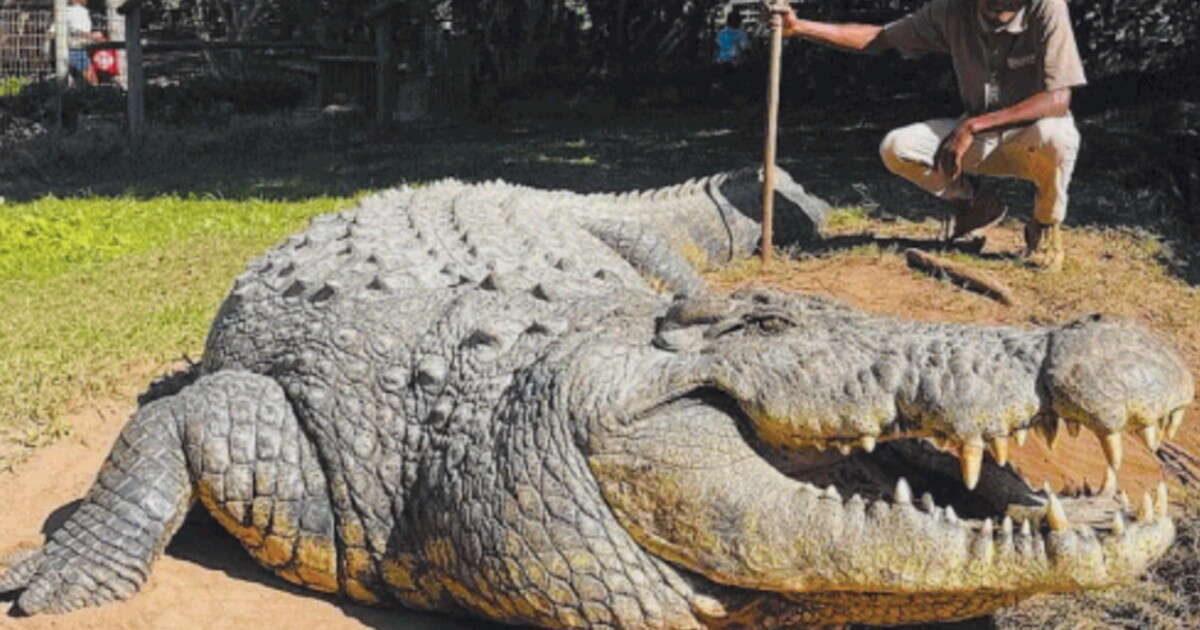 Henry, il coccodrillo-mandrillo: ha 124 anni e 10mila figli. E non si ferma...