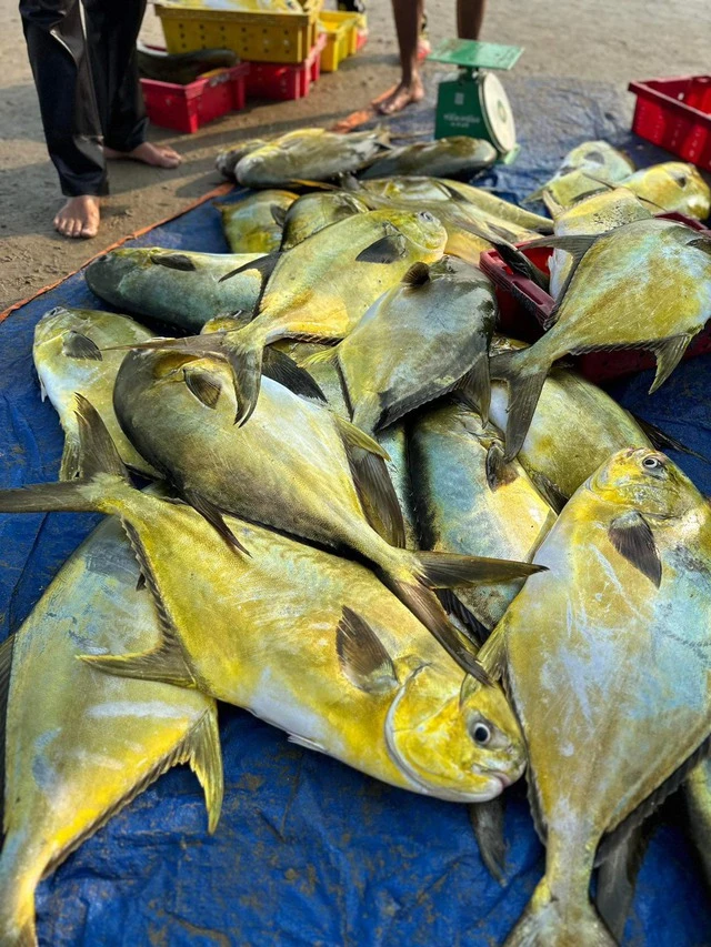 Ngư dân Hà Tĩnh “trúng” mẻ cá vàng dương, thu về hơn 300 triệu đồng