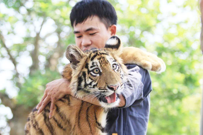 'Tuýt còi’ khu du lịch để du khách ôm, vuốt ve hổ