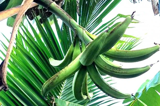 Loại quả kích thước 