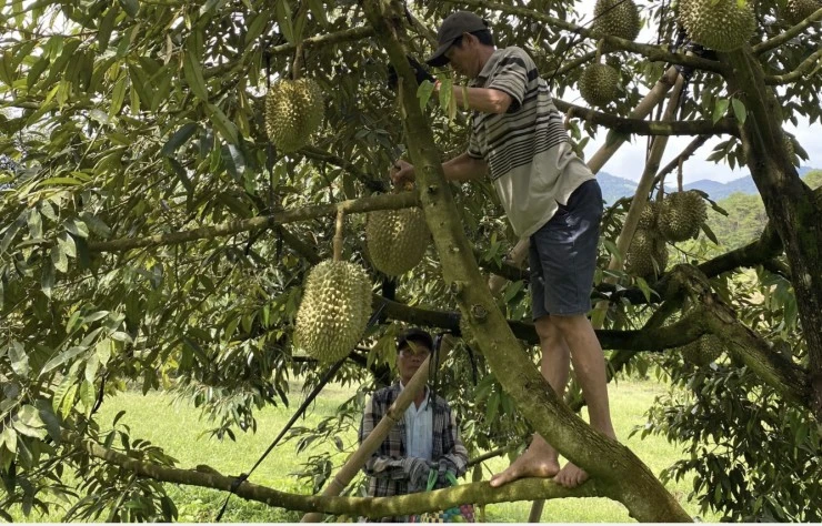 Trồng ‘trái cây vua’, nông dân huyện nghèo miền núi thu gần 1.000 tỷ đồng/năm