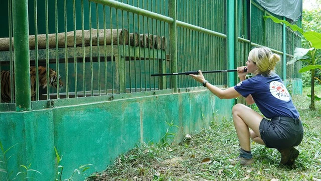 7 con hổ nuôi ở Phong Nha - Kẻ Bàng 