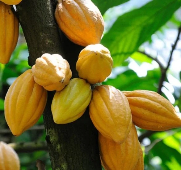 Thứ quả tưởng không ai ăn nay thành đặc sản dân phố săn lùng, 40.000 đồng/kg