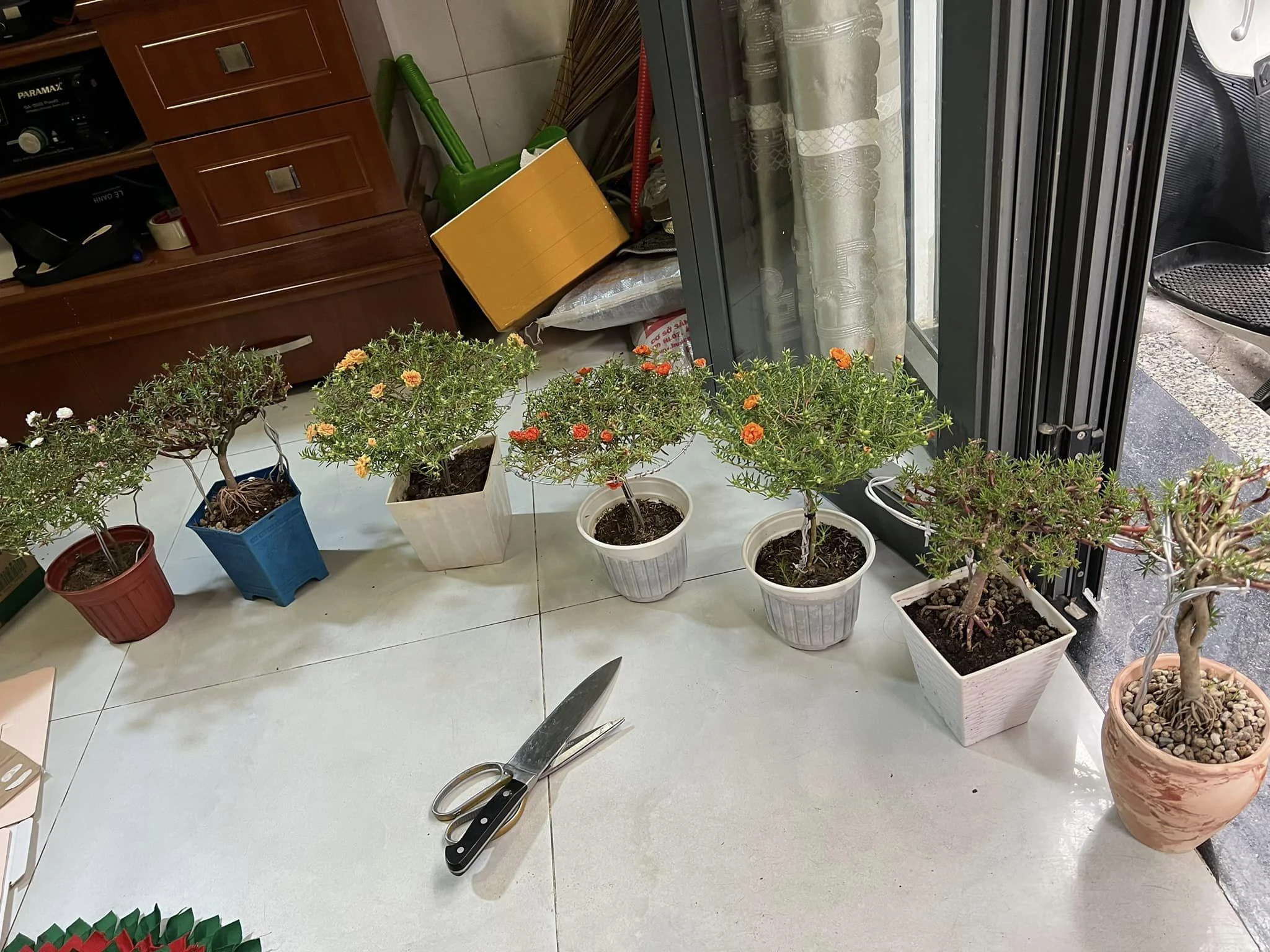 Những chậu hoa mười giờ giá lên đến cả triệu đồng có gì đặc biệt?