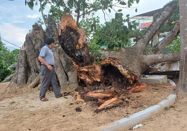 Cây đa di tích lịch sử hơn 300 tuổi bị gãy đổ