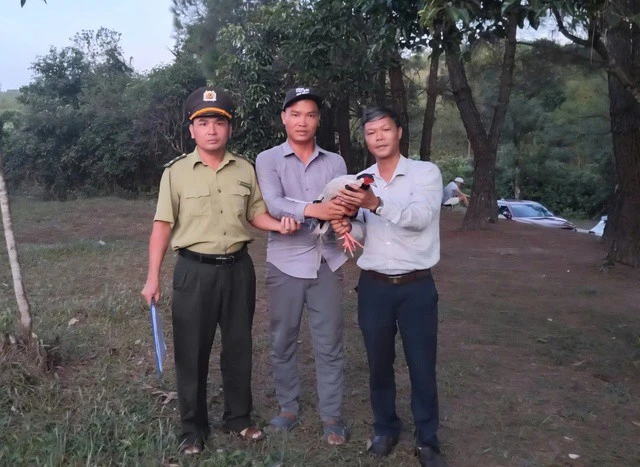 Phát hiện gà lôi trắng quý hiếm bay vào quán nước, người đàn ông giao nộp cho phường