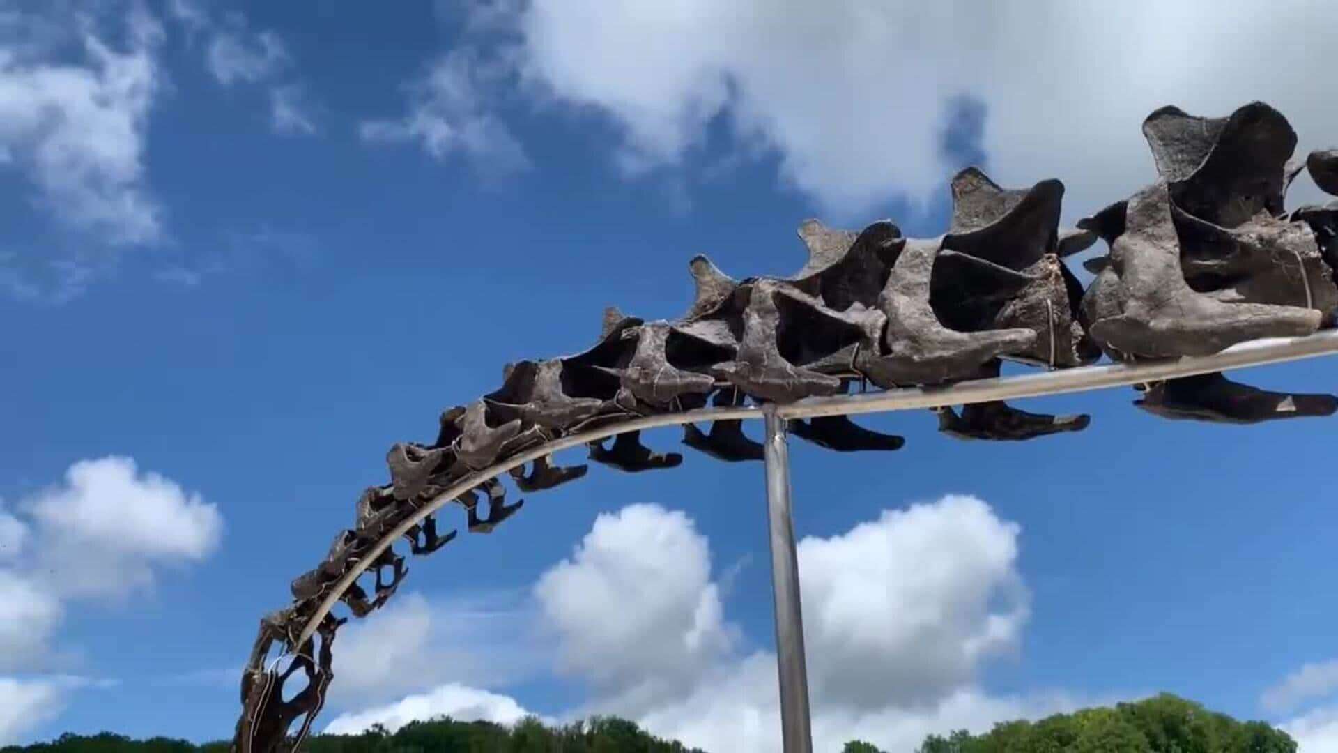 El apatosaurio, el mayor dinosaurio que ha existido, será subastado en Francia