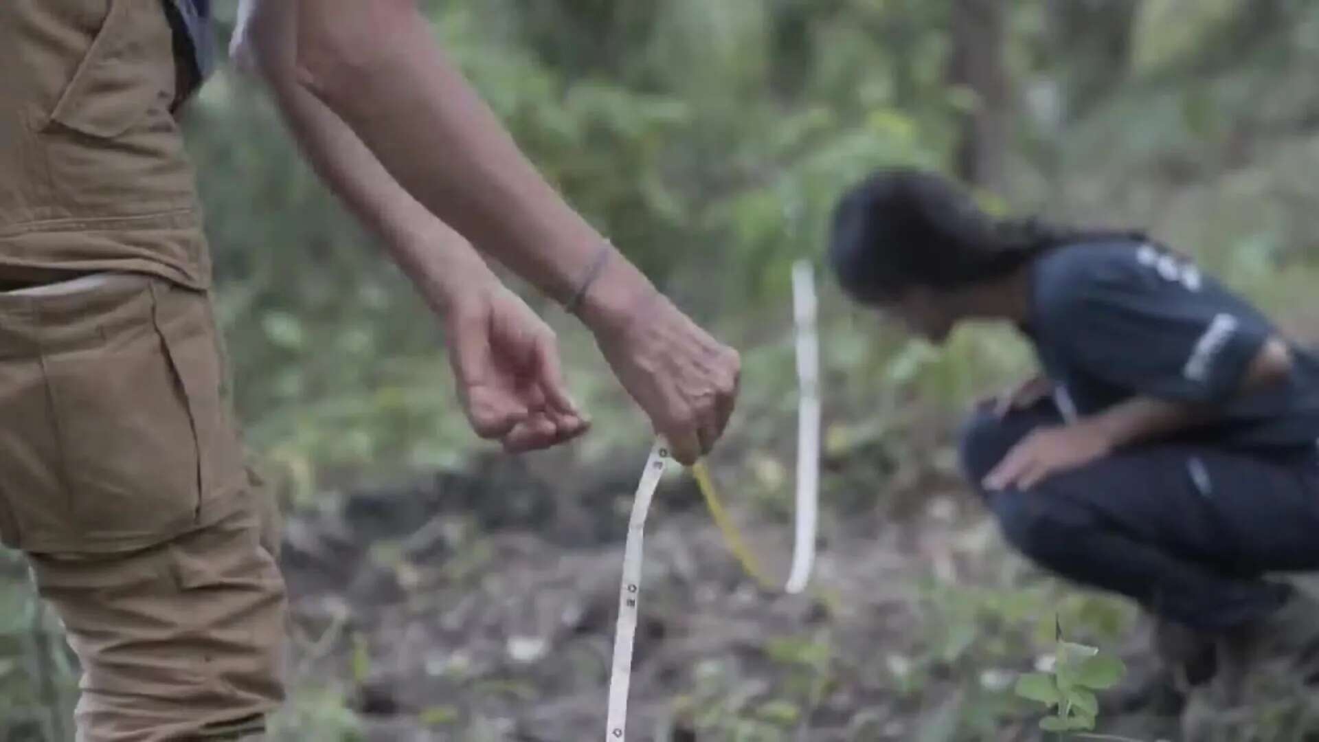 Renace la esperanza: hallan nuevos árboles de scalesia cordata en las Islas Galápagos