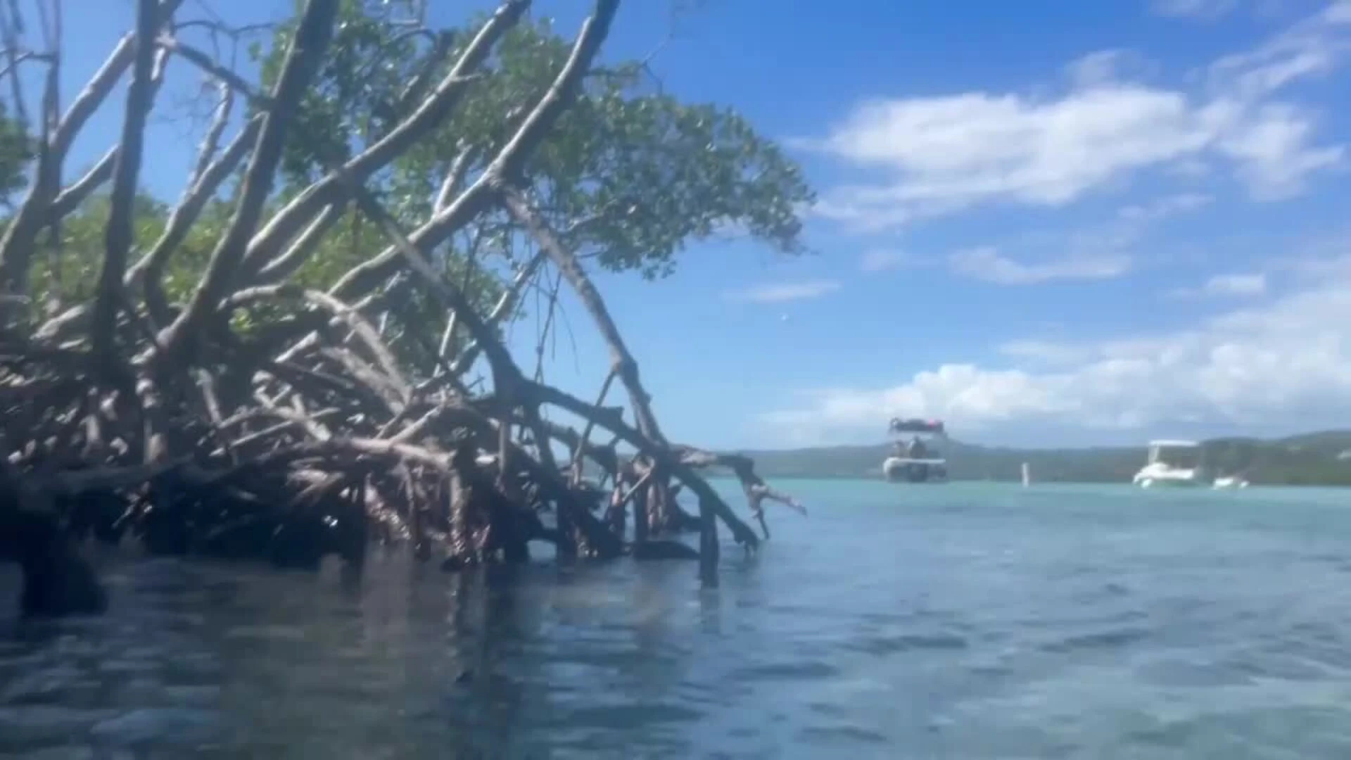 Los manglares, antídoto natural contra el cambio climático y los huracanes en Puerto Rico