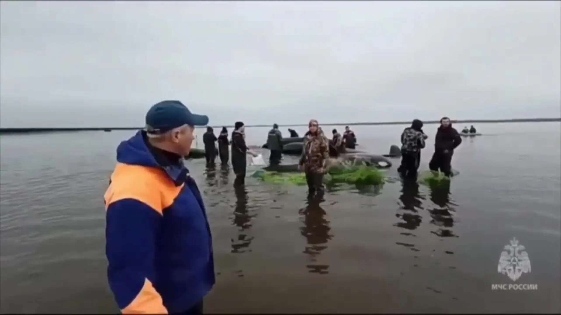 Liberan en Kamchatka a una familia de orcas atrapadas por la marea baja