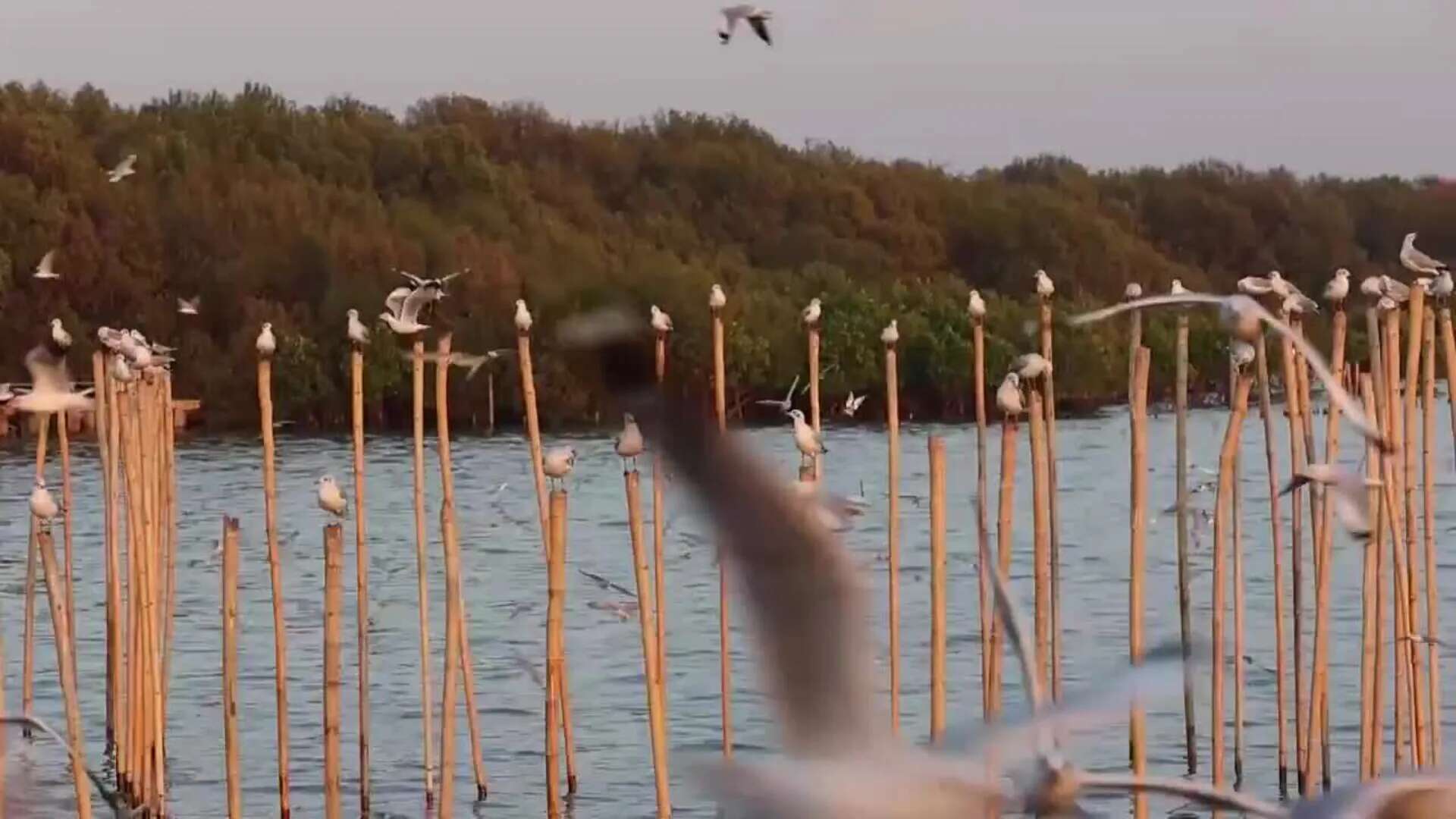 Las gaviotas sobrevuelan un balneario tailandés durande su migración estival