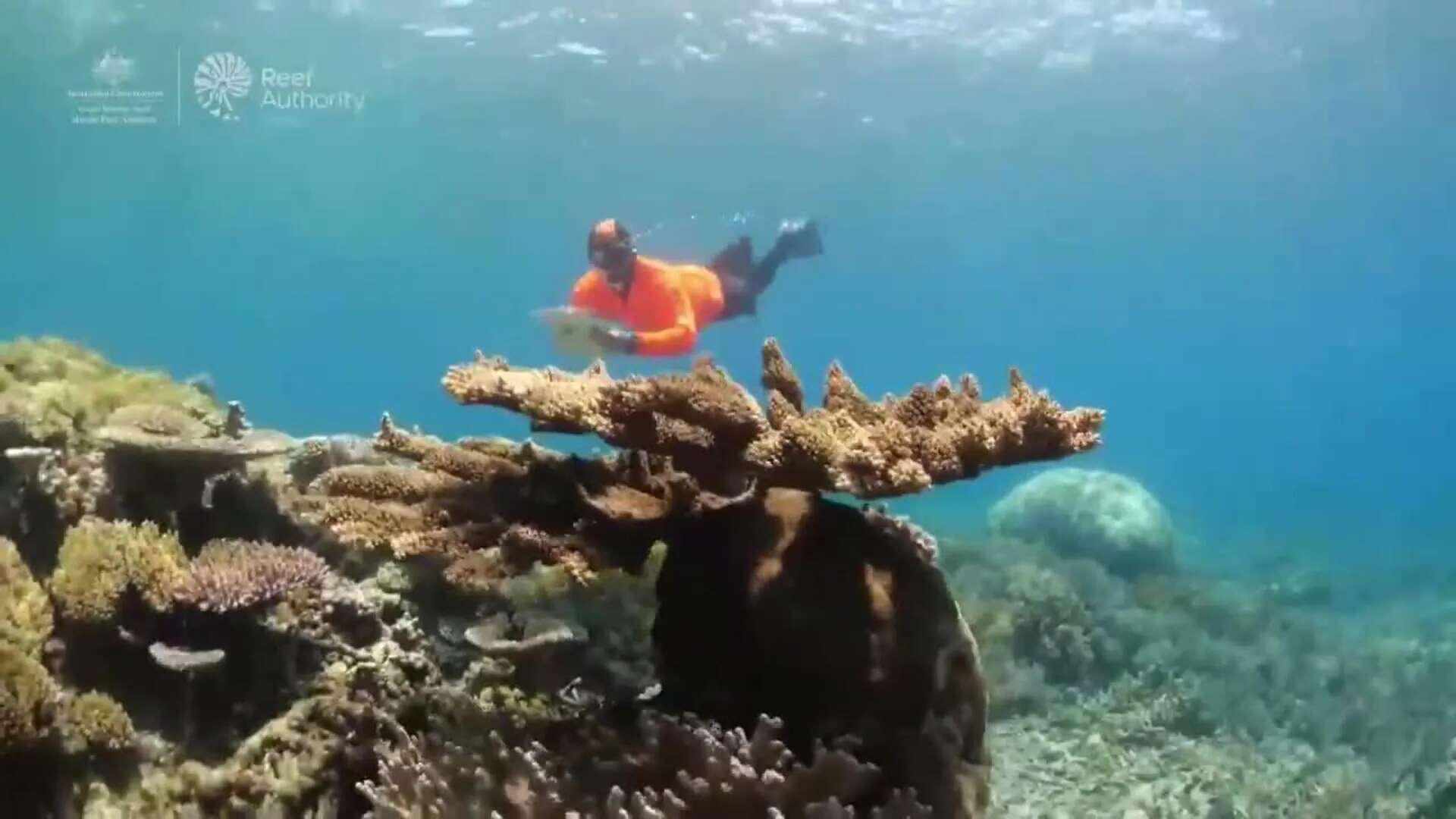 Australia anuncia millonaria inversión para proteger la Gran Barrera de Coral