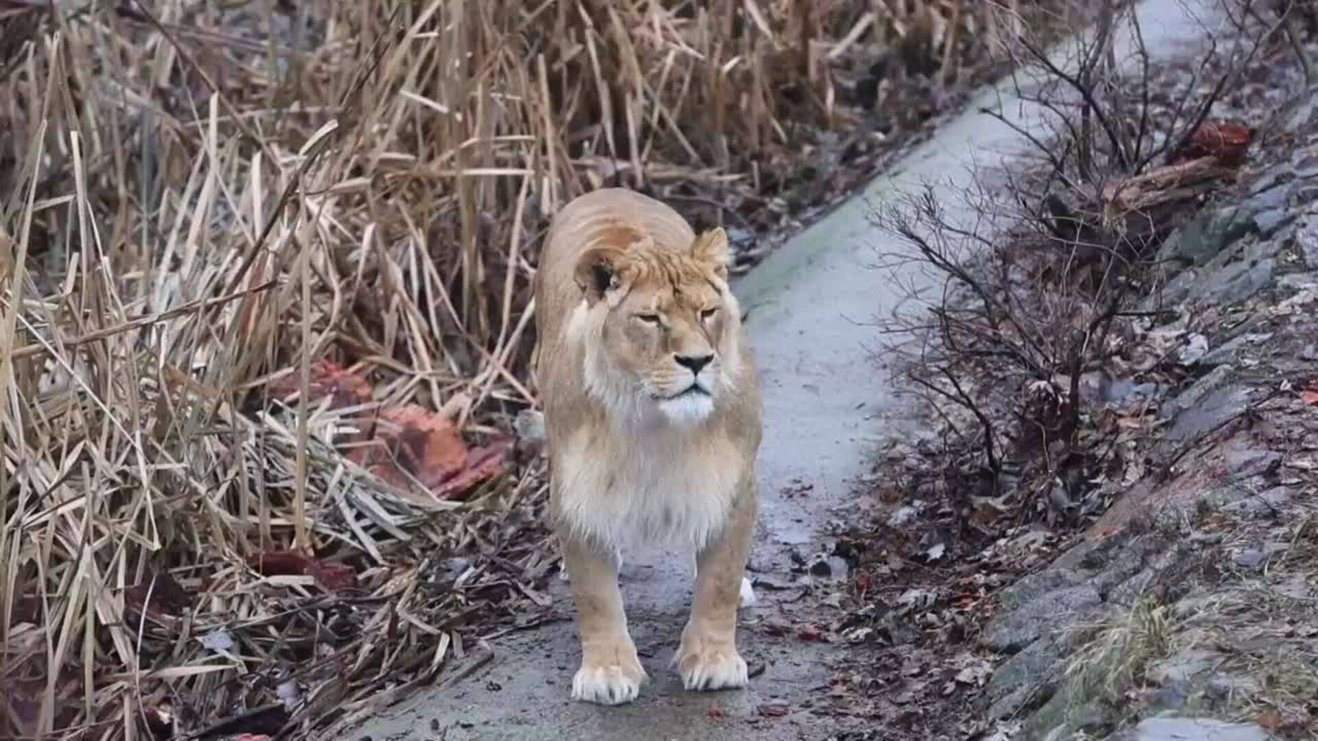 Los leones africanos del zoológico de Kiev cumplen 16 años