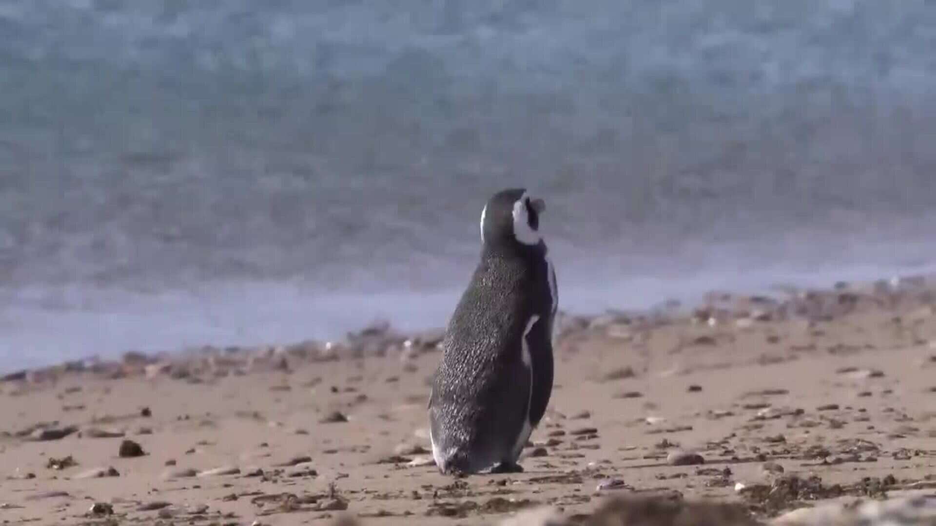 Transmisión en directo de pingüinos permite a biólogos argentinos estudiar su conducta