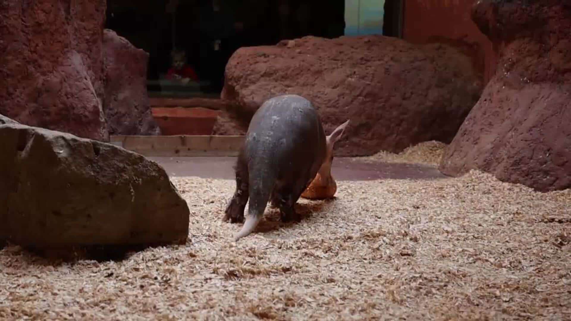 El zoo de Praga reparte calabazas a algunos de sus animales para celebrar las fiestas de Halloween