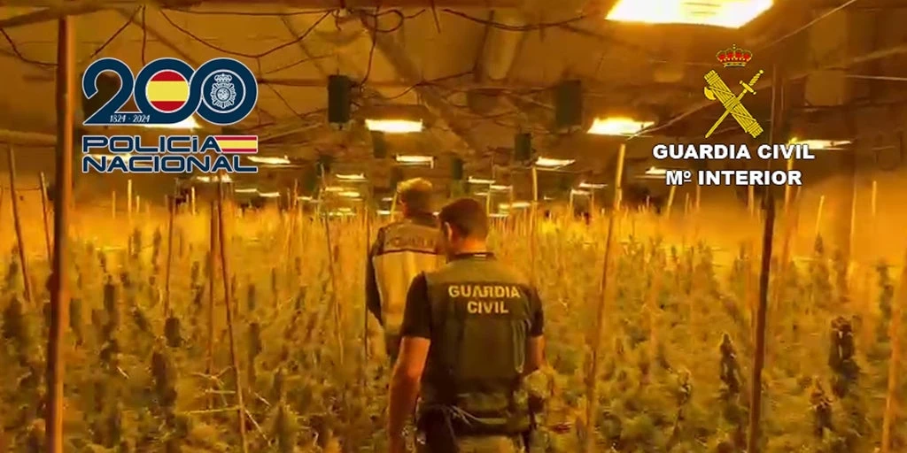 Policía Nacional y Guardia Civil desmantelan una 'selva' de mil plantas de marihuana en Valencia