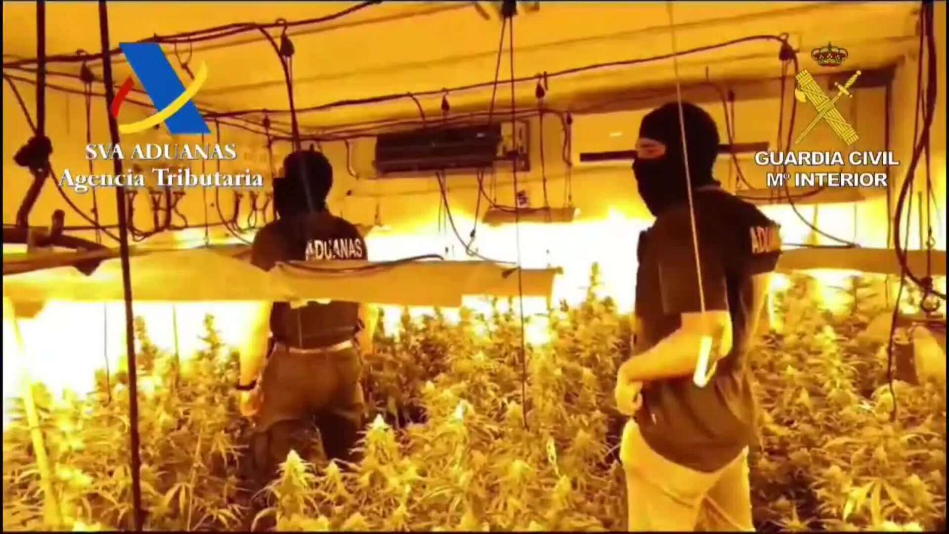 Desarticulado un clan familiar que cultivaba marihuana en un zulo en Mairena (Sevilla)