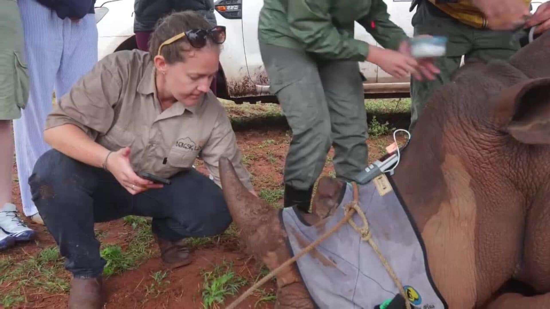 Especialistas recogen óvulos de rinoceronte para realizar fecundación in vitro en Sudáfrica