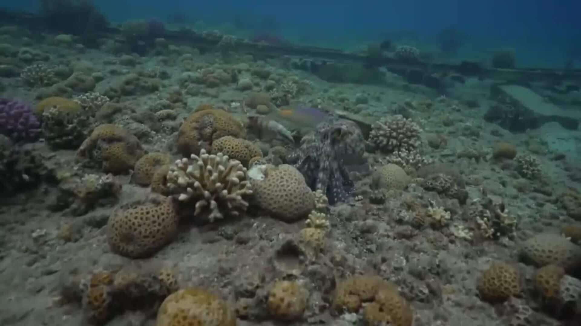 Pulpos y peces cazan juntos estableciendo complejas interacciones grupales