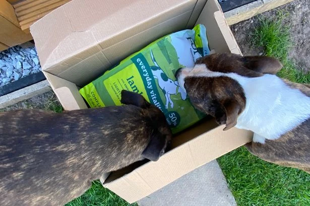 I saved £200 on my dog food by making simple change and now I get free gifts