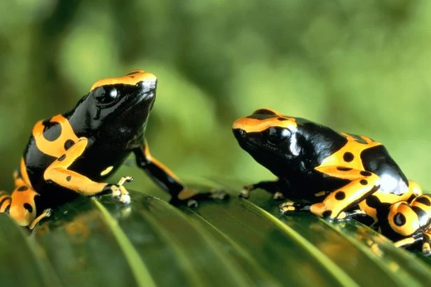 Warning over 'shamans' selling 'detox' treatment made of poisonous frogs after man's death
