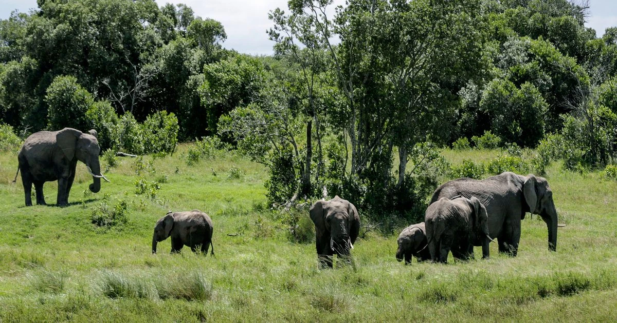 Brit tourist among two killed by charging elephant during Zambia safari trip gone wrong