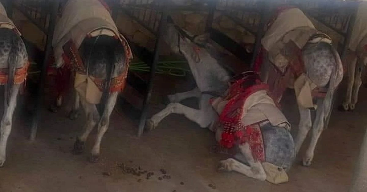 Brit horrified as donkeys 'frothing at the mouth' made to carry tourists in 31C