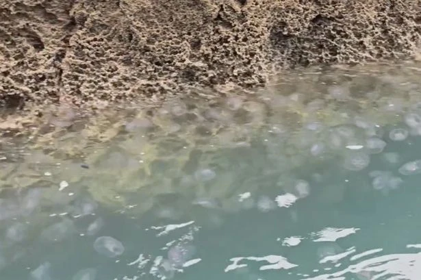 UK heatwave triggers invasion of thousands of dangerous stinging jellyfish