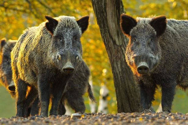 Sick hunters jump in helicopters to blast defenceless pigs with machine guns